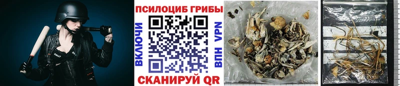 Псилоцибиновые грибы Cubensis  Сорск 